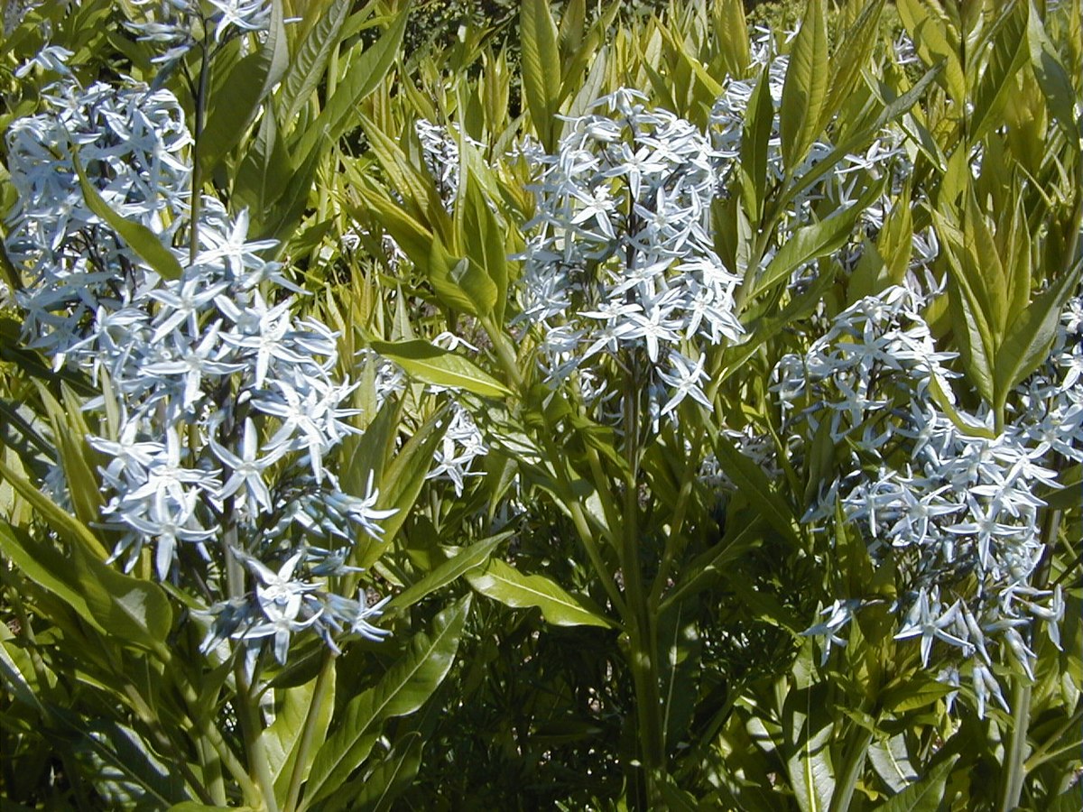 Amsonia tabernaemontana - Eastern Bluestar - Multi Pack