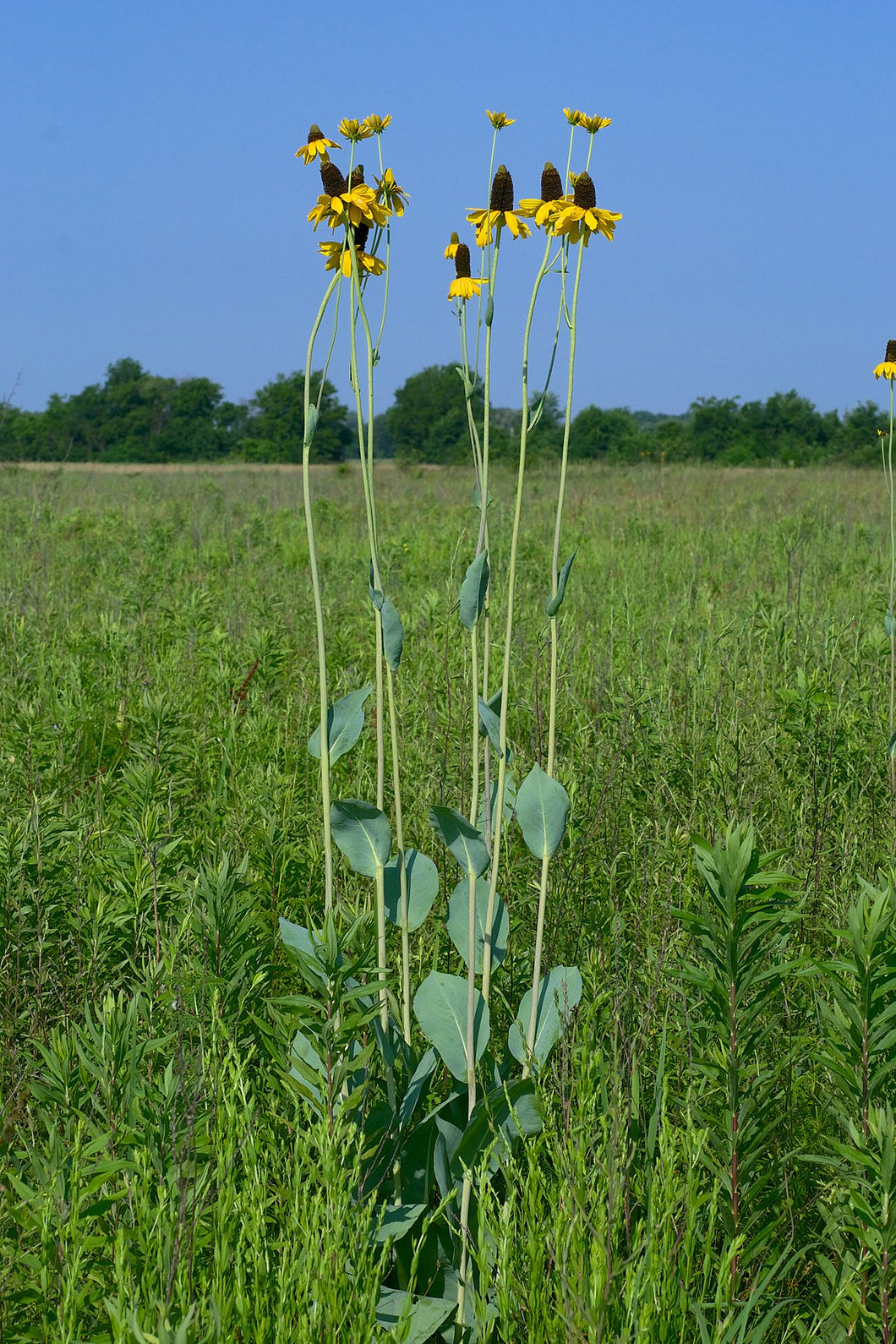 Rudbeckia maxima - Great Coneflower - Starter Plant