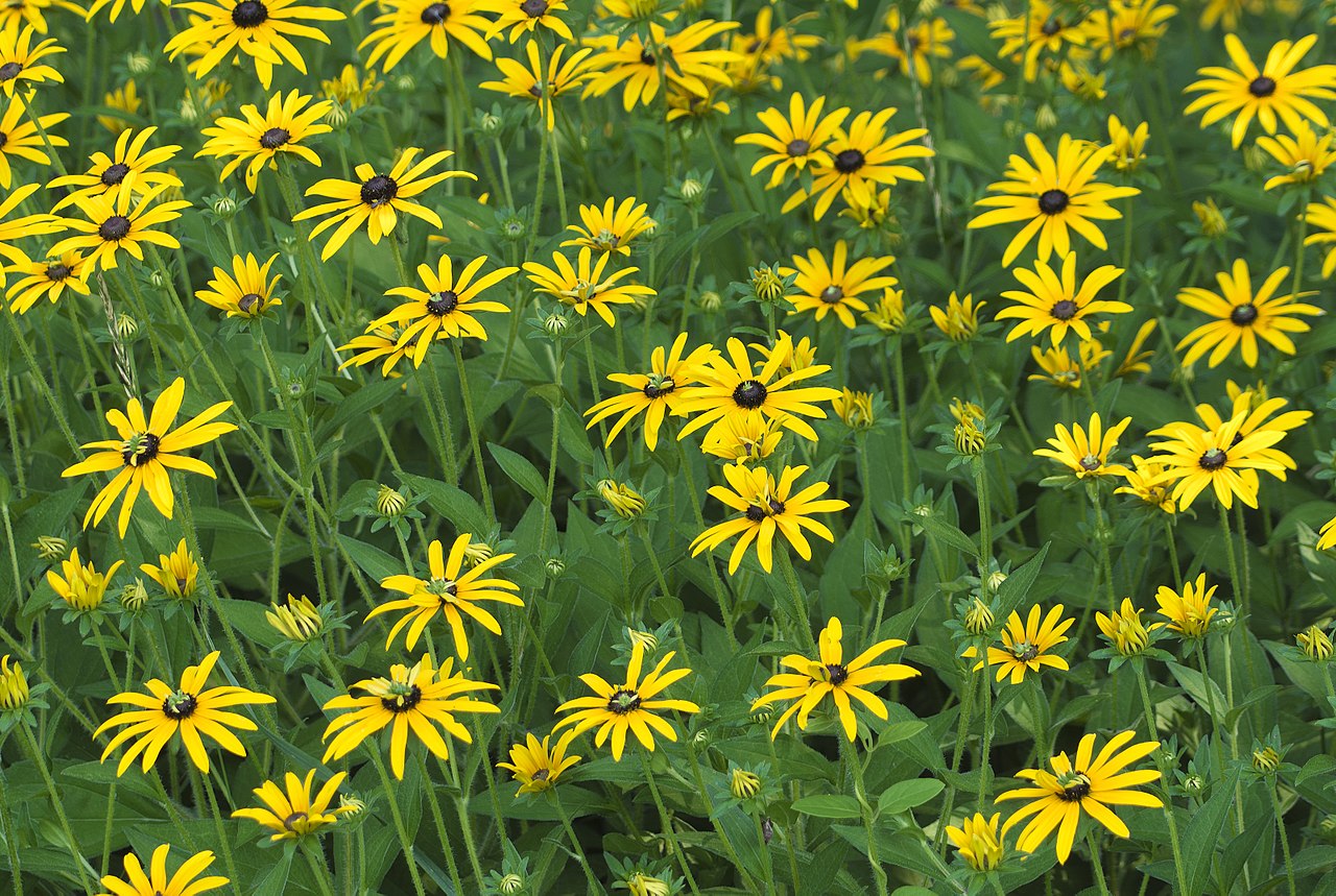 Black Eyed Susan Plant - Rudbeckia Hirta - 2" Plug