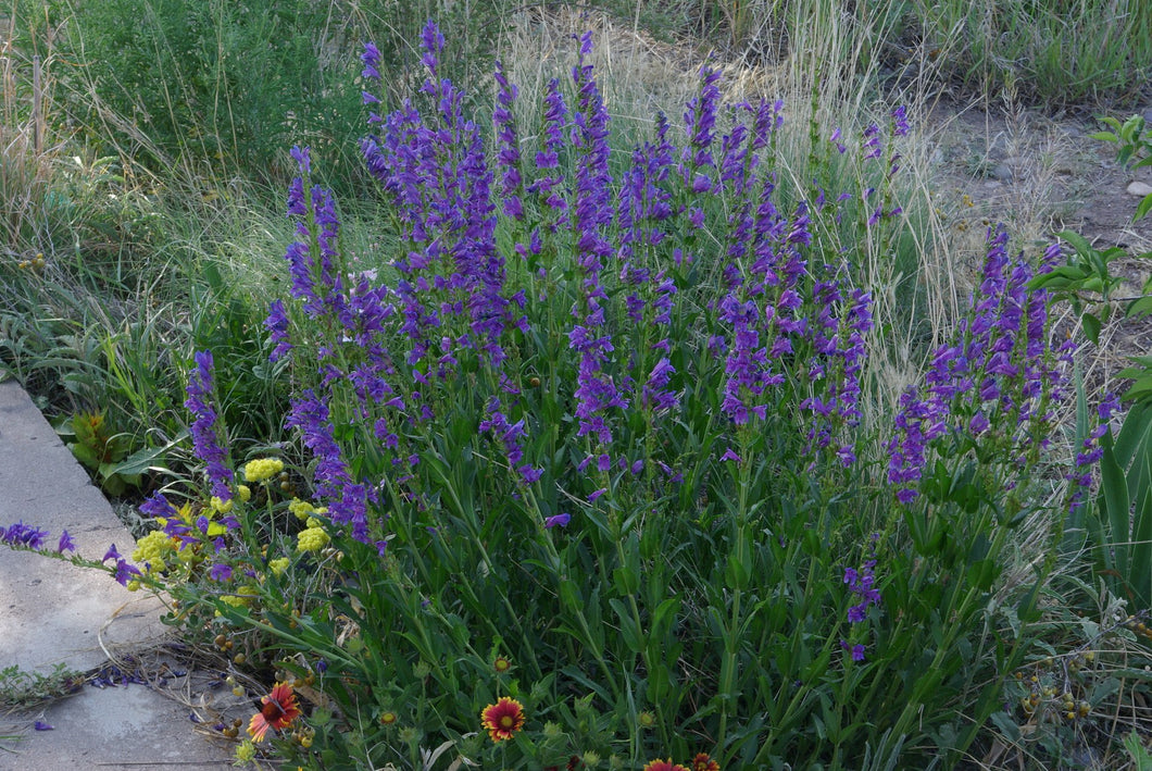 Penstemon strictus - Rocky Mountain Penstemon - Starter Plant