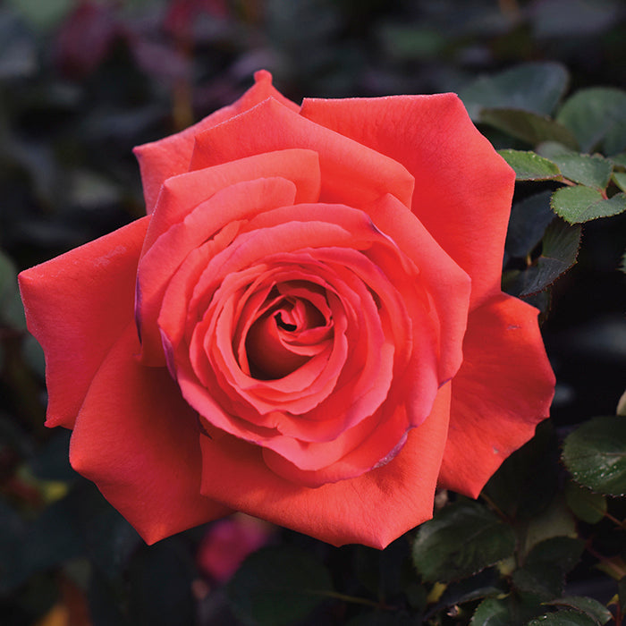 Fragrant Cloud - Hardy Rose Plant