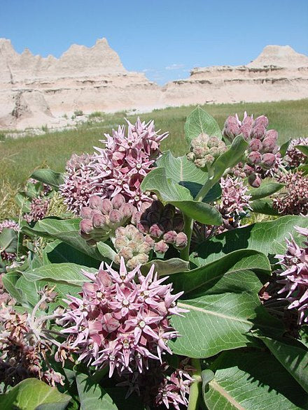 Asclepias speciosa - Showy Milkweed - Starter Plant