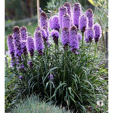 Liatris spicata - Dense Blazing Star - Starter Plant