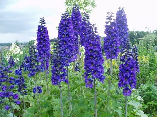 Black Knight Pacific Giant Delphinium - Multi Pack