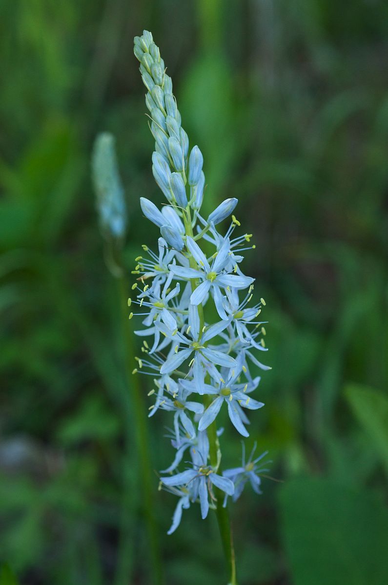 Camassia scilloides - Wild Hyacinth - Starter Plant