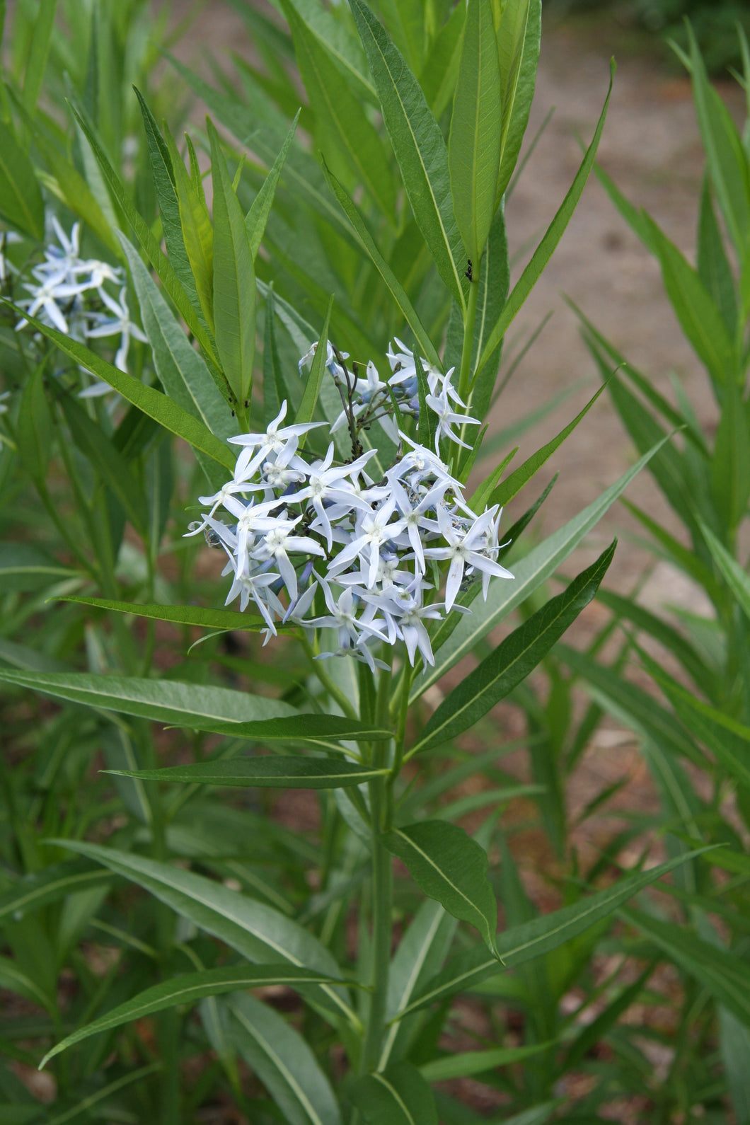 Amsonia illustris - Ozark Bluestar - Starter Plant