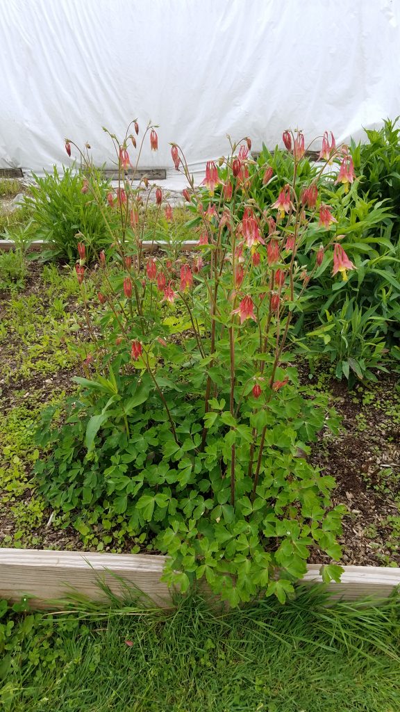 Aquilegia canadensis - Columbine - Multi Pack