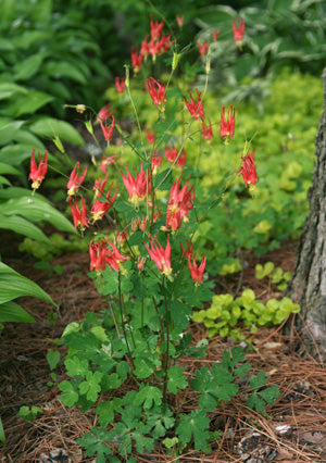 Aquilegia canadensis - Columbine - Starter Plant