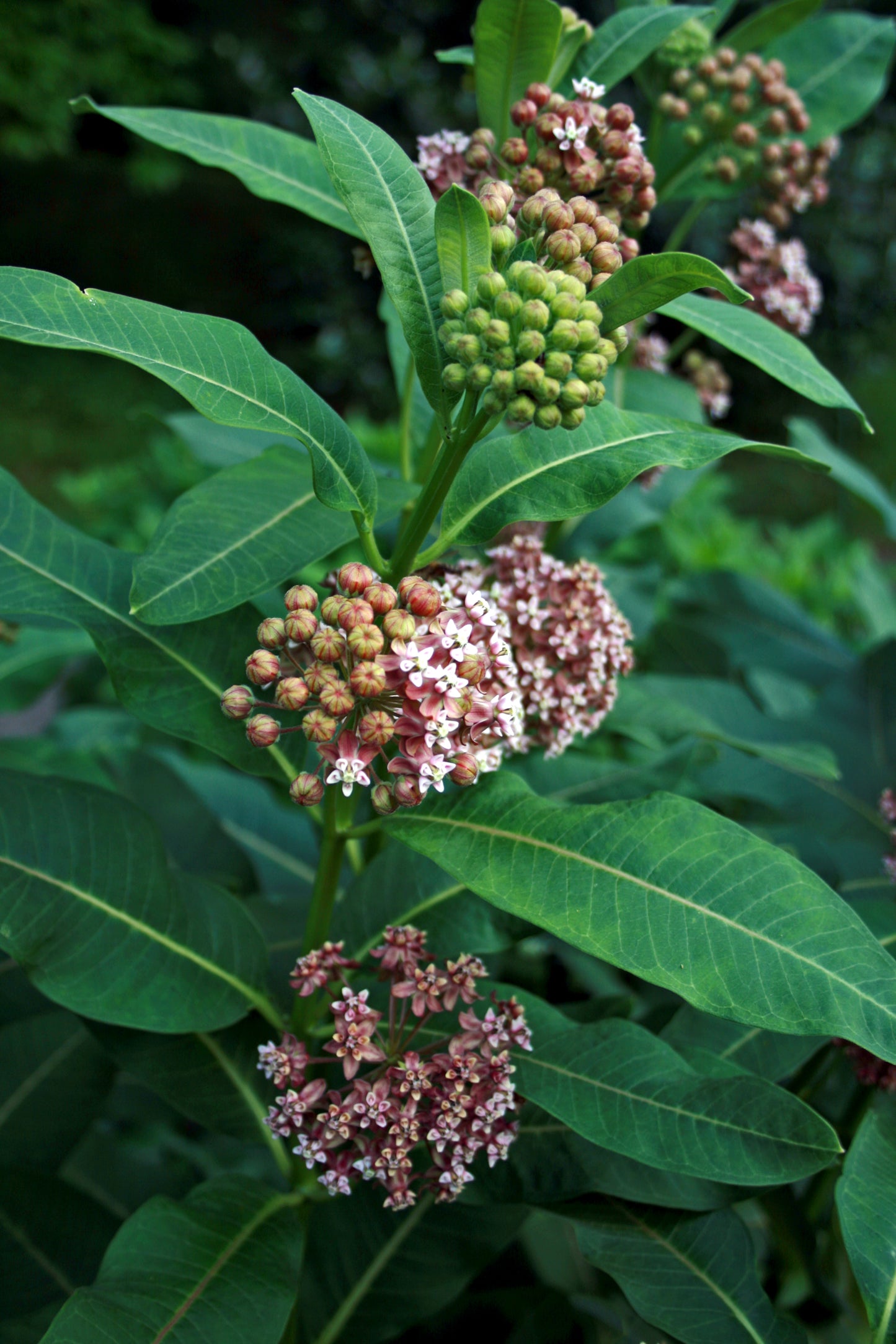 Asclepias syriaca - Common Milkweed - Starter Plant