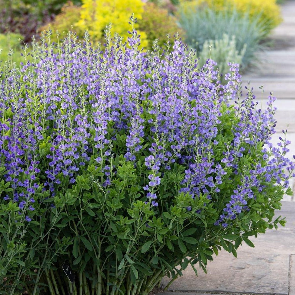 Baptisia australis - Blue Wild Indigo - Multi Pack