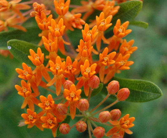 Asclepias tuberosa - Butterfly Weed - Starter Plant