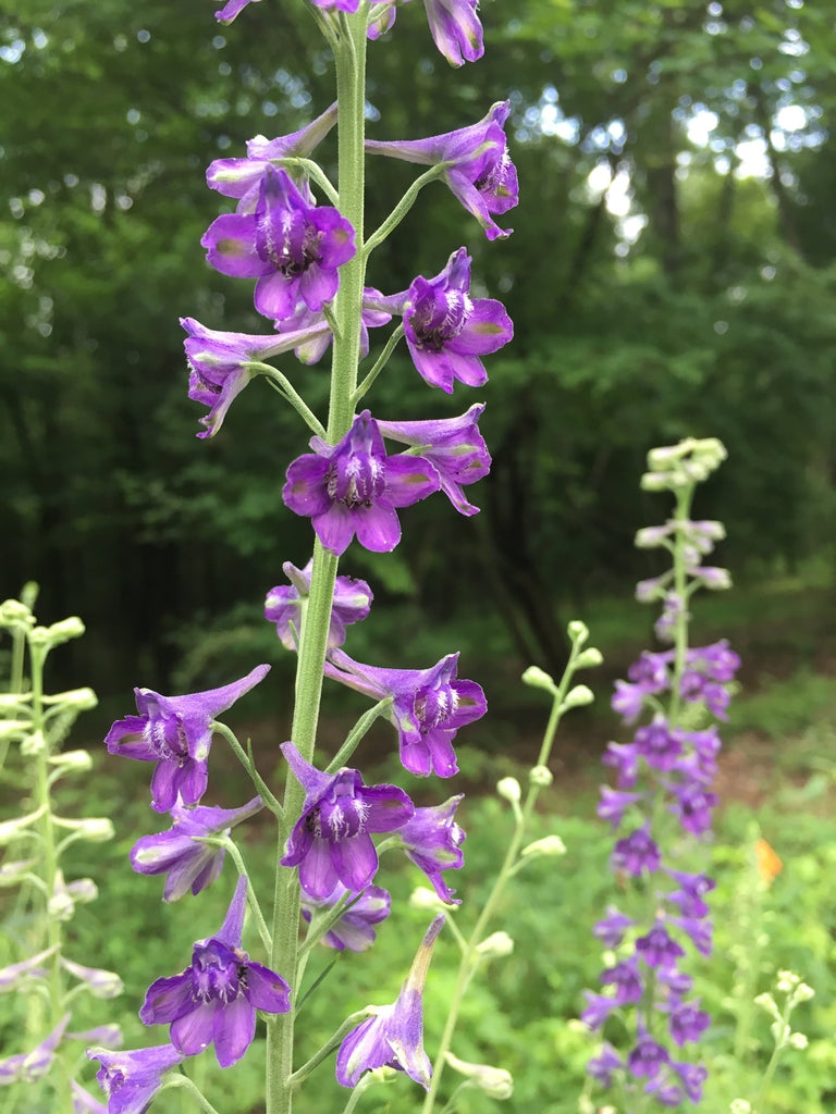 Delphinium exaltatum - Tall Larkspur - Multi Pack