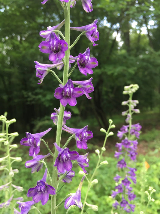 Tall Larkspur Plant - Delphinium exaltatum - 2" Plug