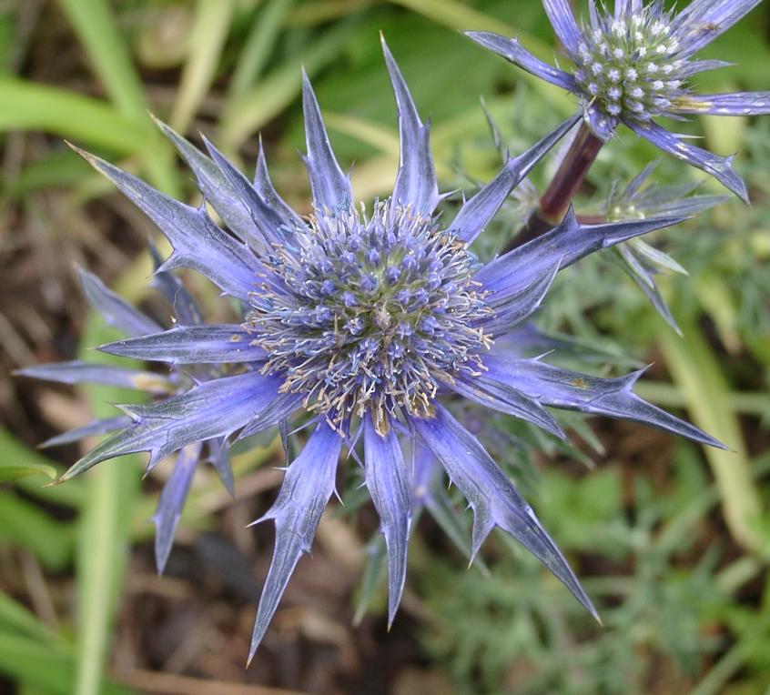 Erynginum - Sea Holly - Starter Plant