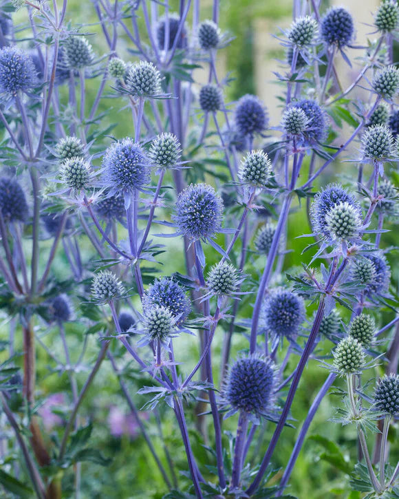 Sea Holly Plant - Erynginum - 2" Plug