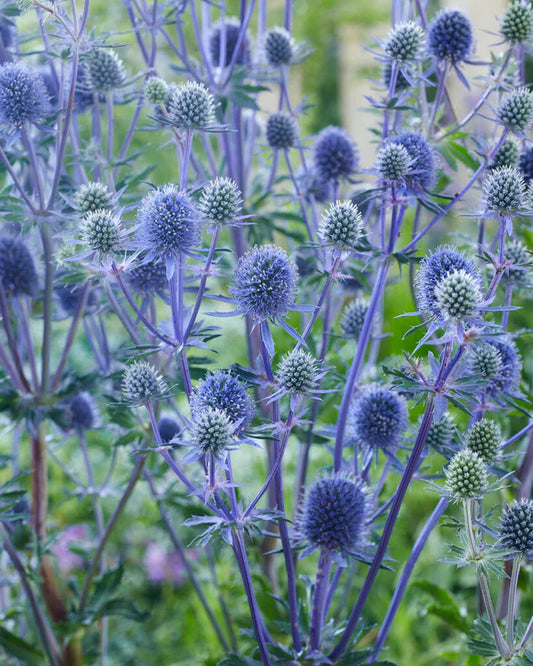 Erynginum - Sea Holly - Multi Pack