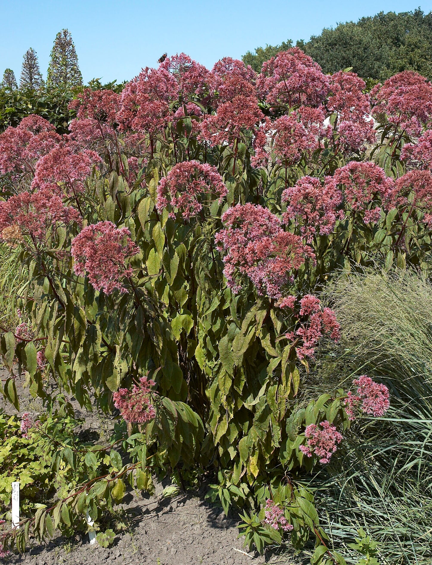 Eutrochium maculatum - Joe Pye Weed - Multi Pack