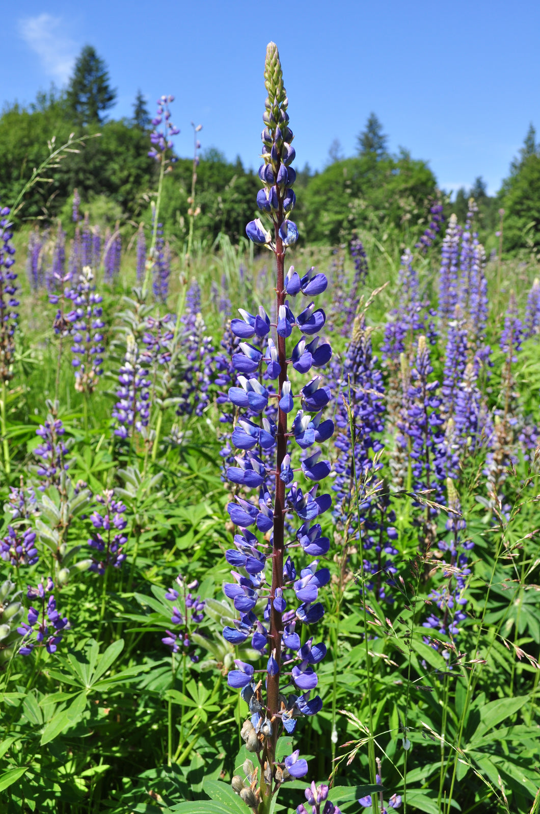 Russell Lupine - The Governor - Starter Plant