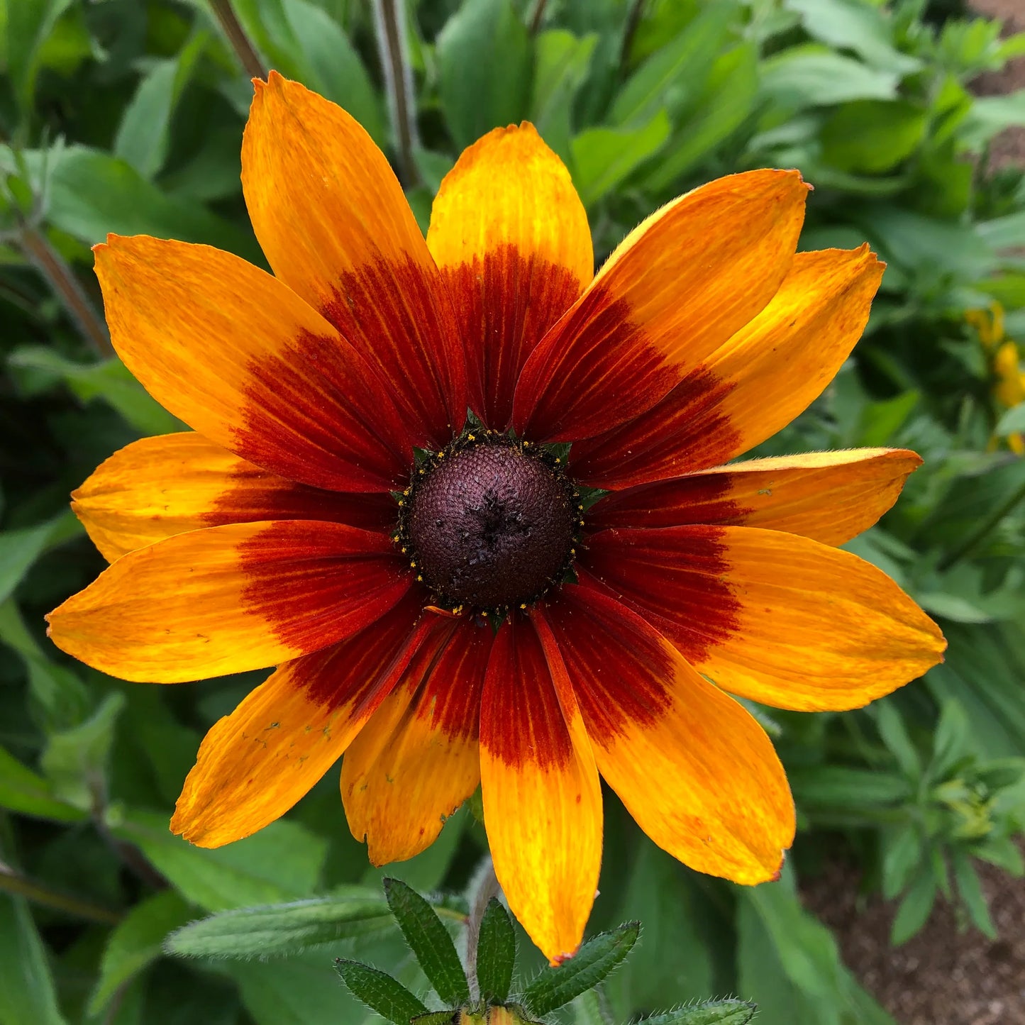 Rudbeckia Hirta - Gloriosa Daisies - Starter Plant