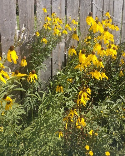 Ratibida pinnata - Yellow Coneflower - Starter Plant