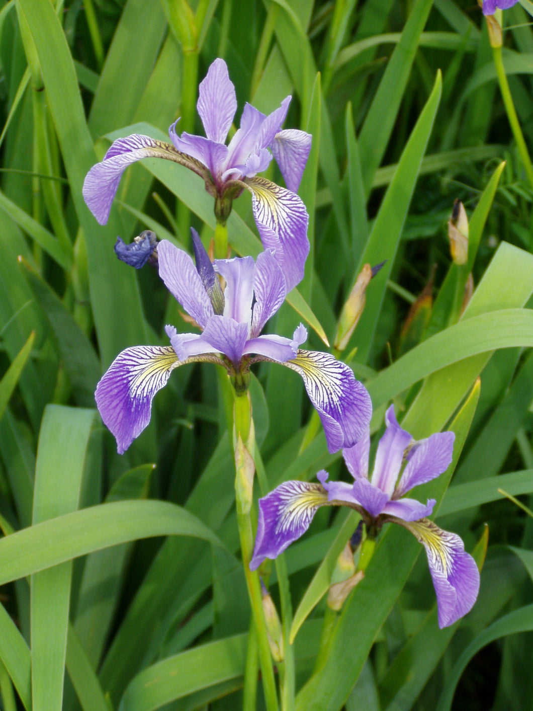 Iris versicolor - Northern Blue Flag - Starter Plant
