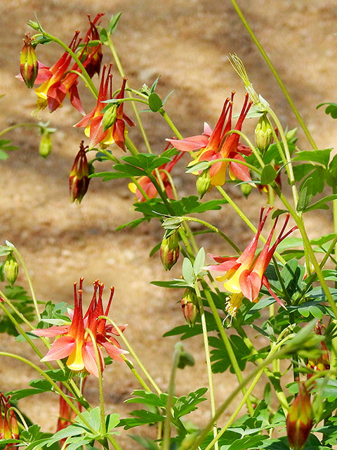 Aquilegia canadensis - Columbine - Multi Pack