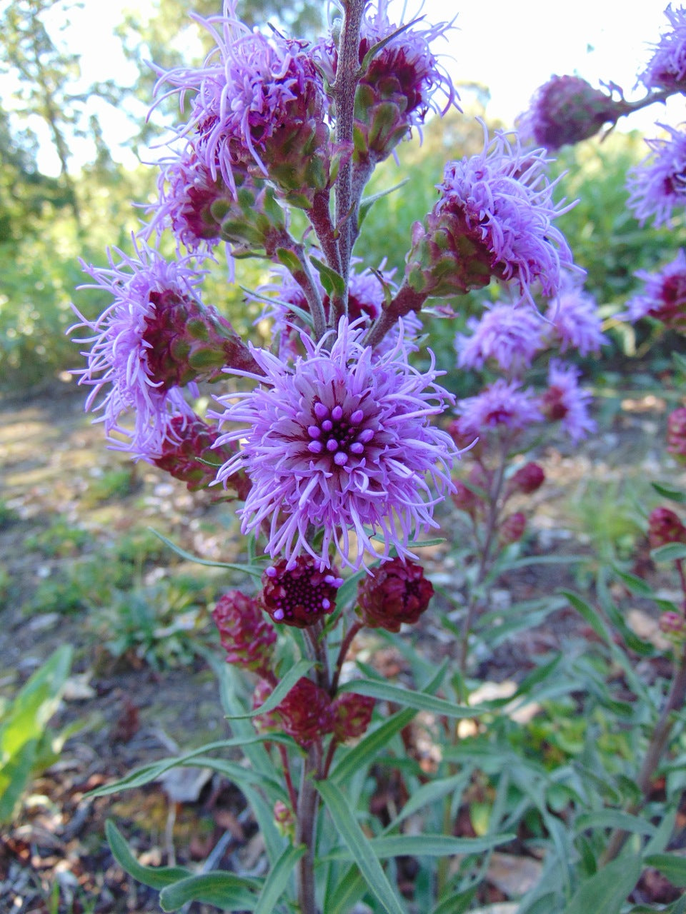 Liatris ligulistylis - Meadow Blazing Star - Starter Plant