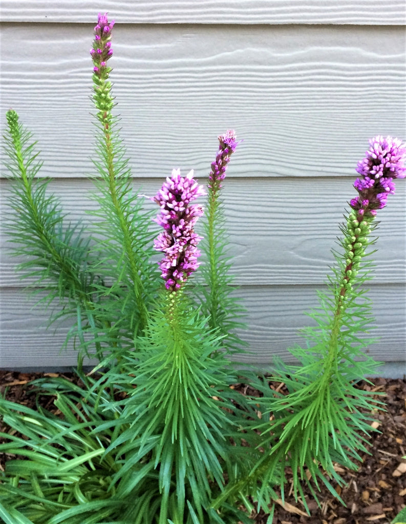 Liatris pycnostachya - Prairie Blazing Star - Starter Plant