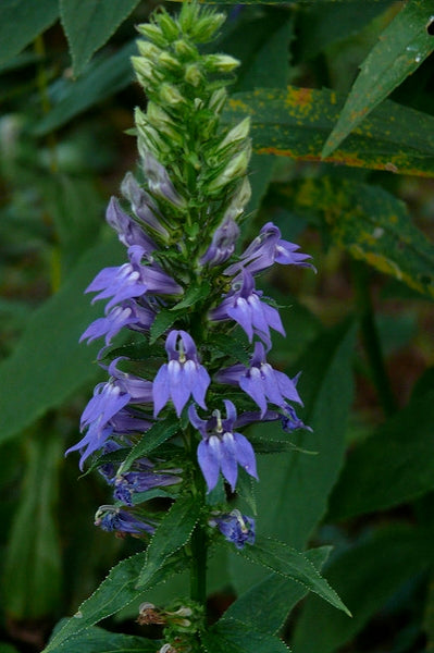 Lobelia siphilitica - Great Blue Lobelia - Starter Plant
