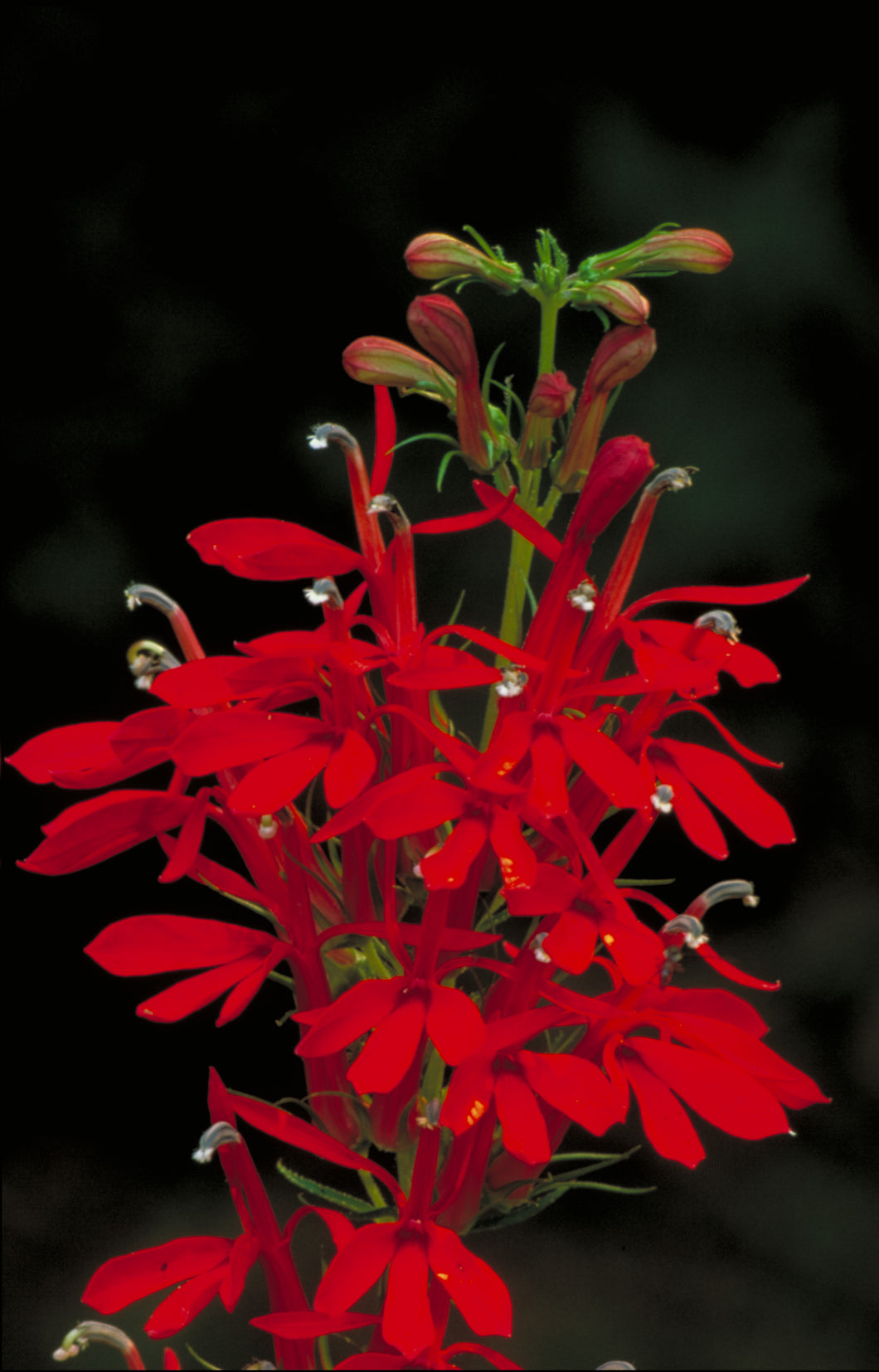 Lobelia cardinalis - Cardinal Flower - Starter Plant