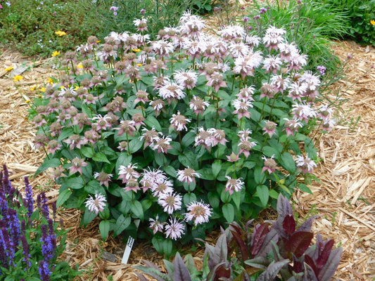 Monarda bradburiana - Bradbury's Monarda - Starter Plant