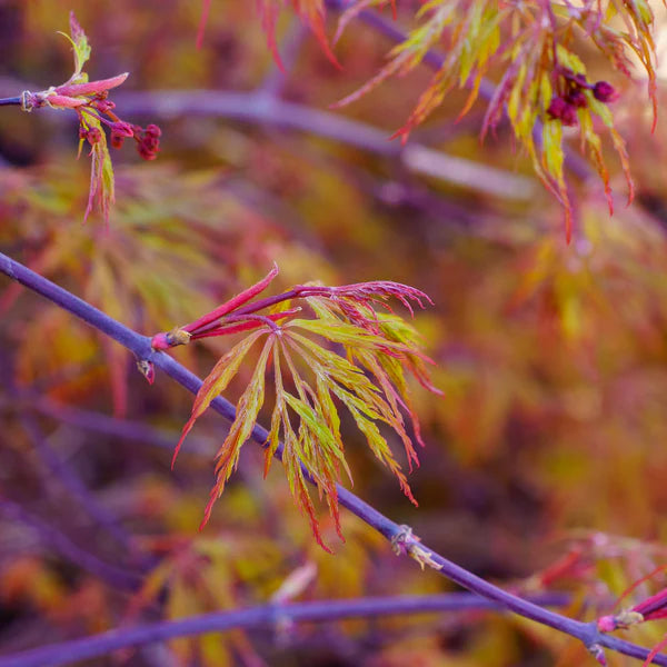 Japanese Maple Orangeola (Acer p. dissectum)