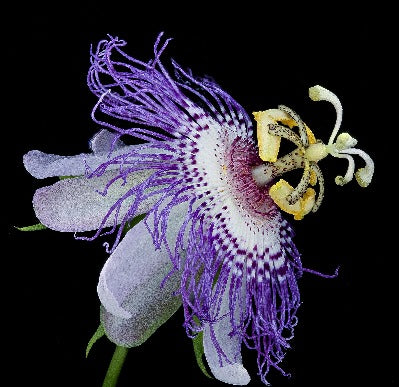 Passiflora incarnata - Purple Passion Flower - Starter Plant