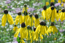 Load image into Gallery viewer, Ratibida pinnata - Yellow Coneflower - Starter Plant
