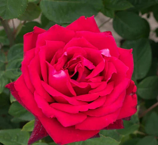 Red Masterpiece - Hardy Rose Plant