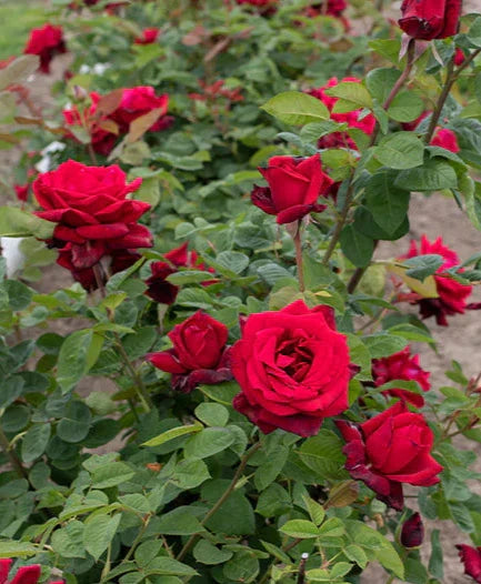 Red Masterpiece - Hardy Rose Plant