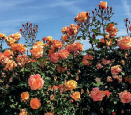 Tangerine Skies - Hardy Rose Plant