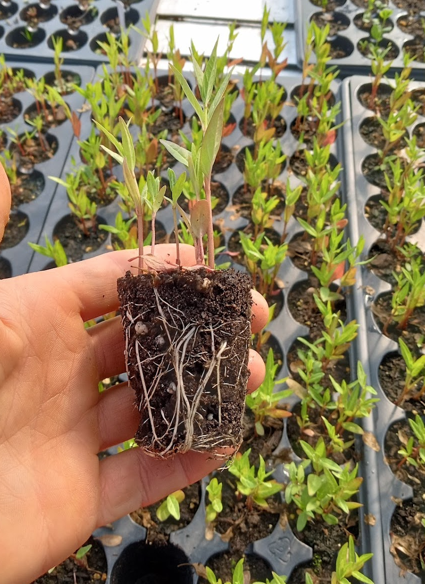 Butterfly Weed Plant - Asclepias tuberosa - 2" Plug