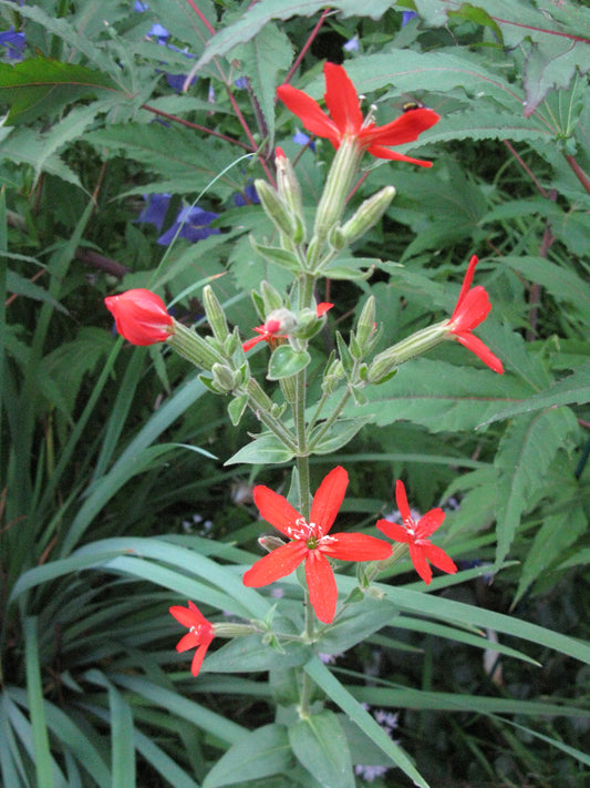 Silene regia - Royal Catchfly - Multi Pack