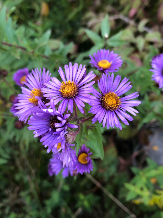 New England Aster Plant - Symphyotrichum novae-angliae - 2" Plug