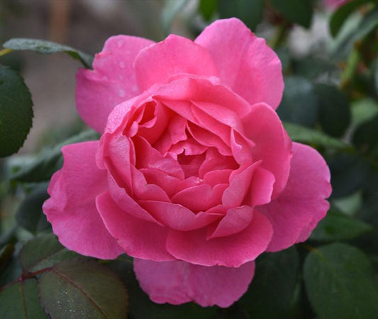 True Inspiration - Hardy Rose Plant