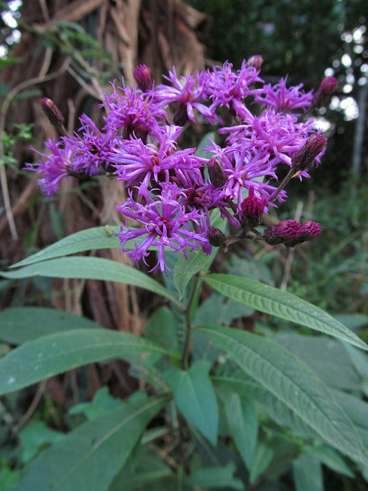 Tall Ironweed Plant - Vernonia gigantea - 2" Plug