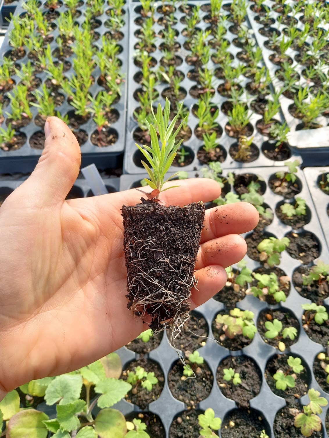 Butterfly Weed Plant - Asclepias tuberosa - 2" Plug