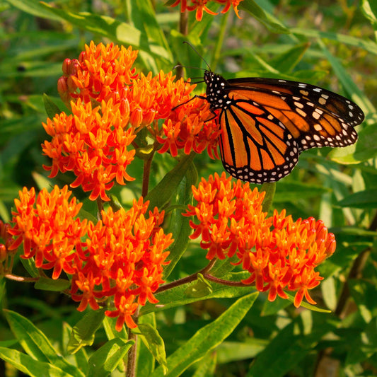 Butterfly Weed Plant - Asclepias tuberosa - 2" Plug