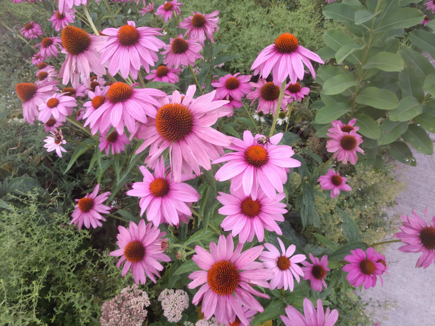 Echinacea purpurea - Purple Coneflower - Starter Plant