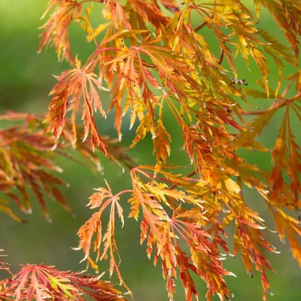 Japanese Maple Orangeola (Acer p. dissectum)