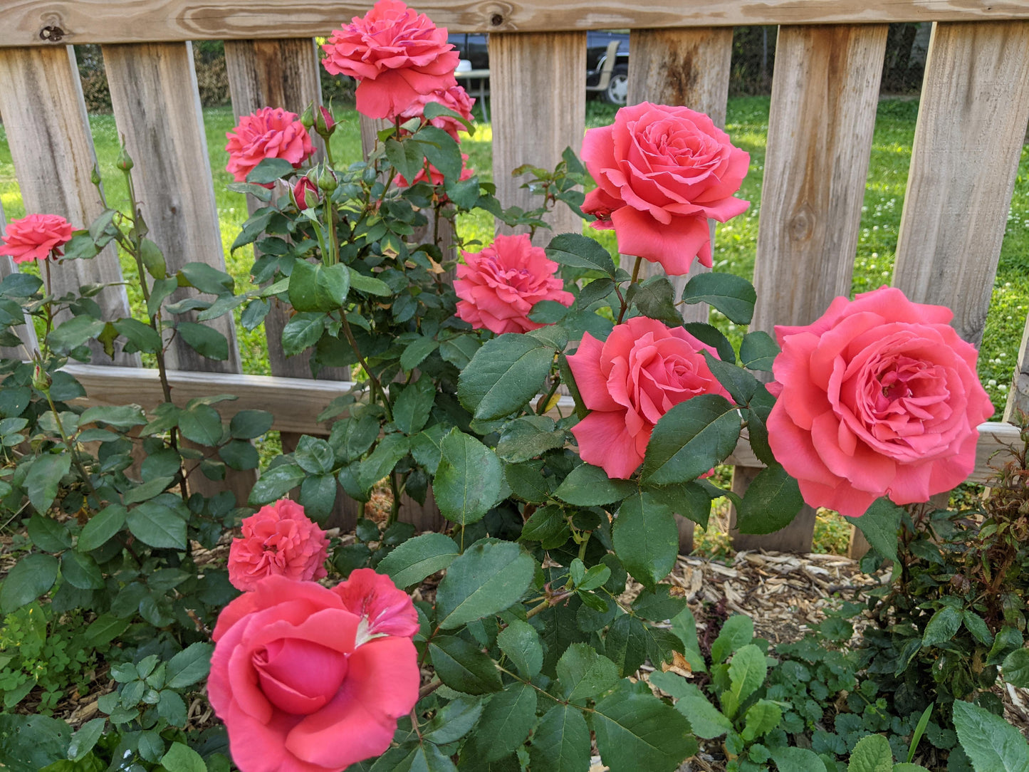 Fragrant Cloud - Hardy Rose Plant