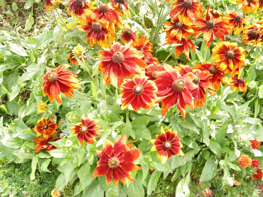 Rudbeckia Hirta - Gloriosa Daisies - Multi Pack