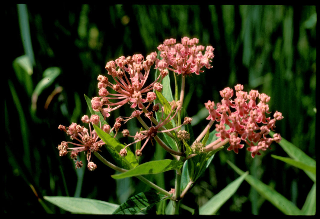 Asclepias incarnata - Rose Milkweed - Starter Plant