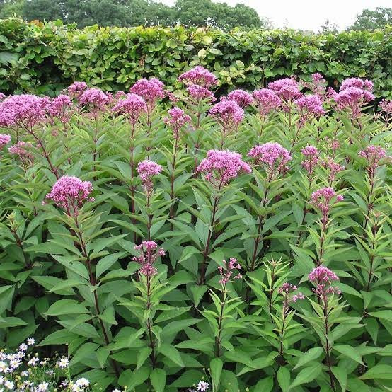 Eutrochium maculatum - Joe Pye Weed - Multi Pack